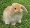 2rraypl.webp