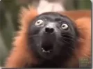 mono.webp