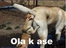 Screenshot 2025-12-01 at 17-28-23 HOLA K ASE - Buscar con Google.webp