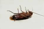 Screenshot 2026-07-22 at 21-57-46 cucaracha muerta - Buscar con Google.webp