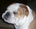 Harley - Bulldog English.webp