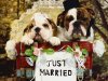 Bulldog-married-dog-wallpaper-1024x768.jpg