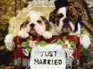 Bulldog-married-dog-wallpaper-1024x768.webp