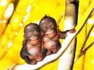 monos.webp
