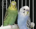 periquito_small.webp