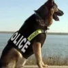 perros-policia-chaleco-antibalas.webp