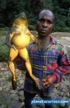 rana-gigante-2.webp