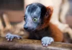 Lemur-mirando-al-horizonte-450x313.webp