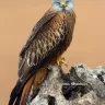 Nilbus