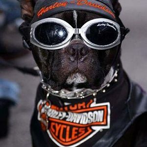 HarleyDog