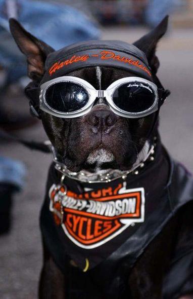 HarleyDog